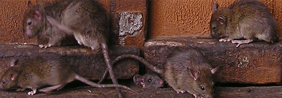 Ratten bestrijden