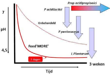 pH verloop Feed’MORE’ ULV / WSP bacteriën en geboekte tijdswinst in het conserveringsproces Elke melkzuurbactierstam komt in actie op een specifiek pH niveau totdat de kuil stabiel is.