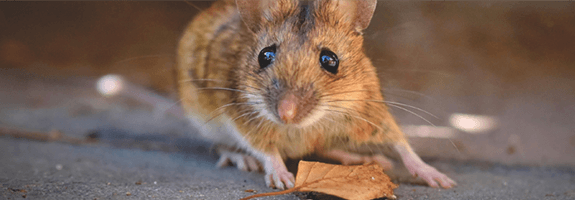 Ratten en Muizenbestrijding